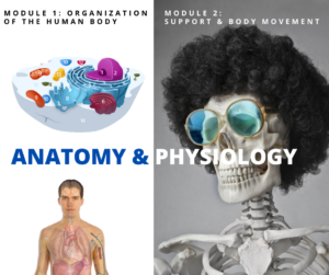 Anatomy Physiology I Complete Bundle A Me Courses