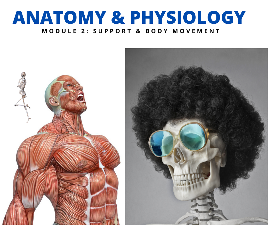Anatomy & Physiology (Module 2)