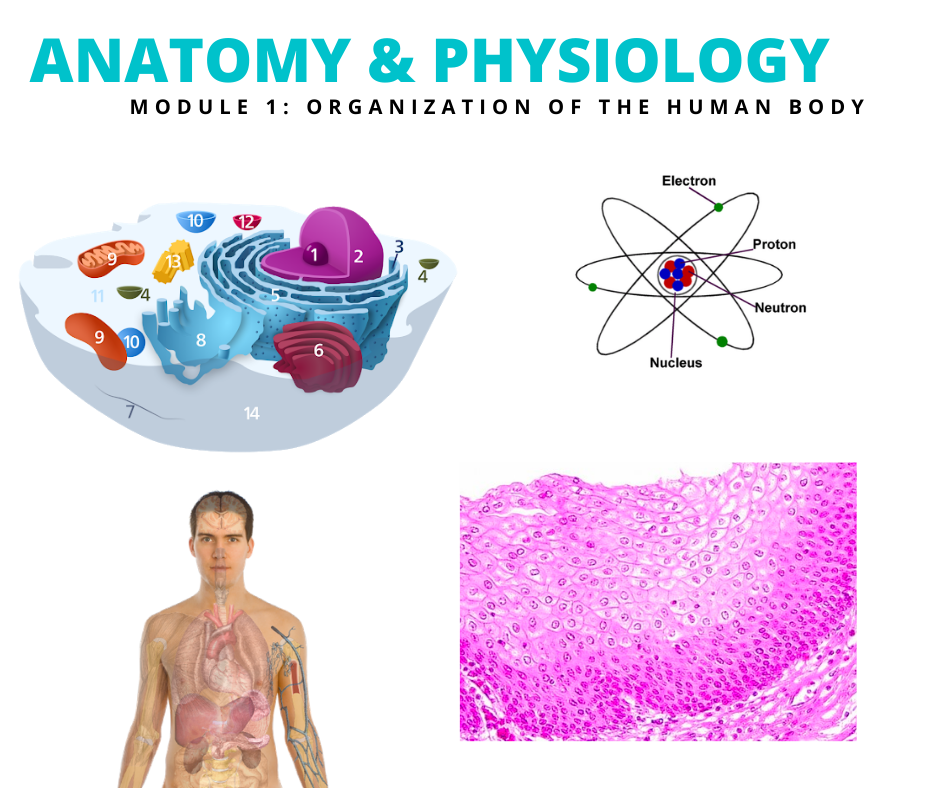 Anatomy & Physiology (Module 1)