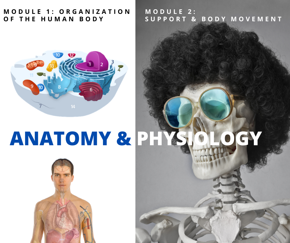 Anatomy & Physiology (Module 1 & 2 bundle)