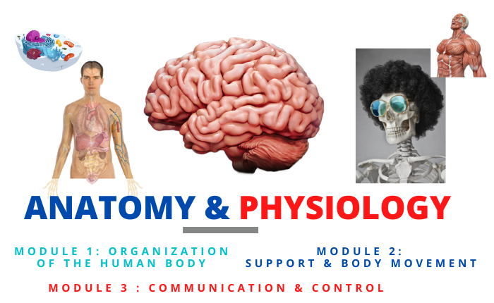 Anatomy & Physiology I (Complete Bundle)